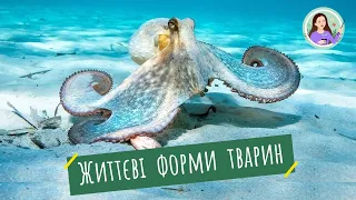 Життєві форми тварин