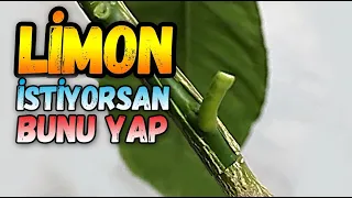 Limon Ağacı Nasıl ve Ne Zaman Aşılanır | T Göz Aşı