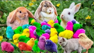 Catching chickens colorful chickens Rainbow chickens cute animals 24