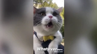 THESE CATS SPEAK ENGLISH