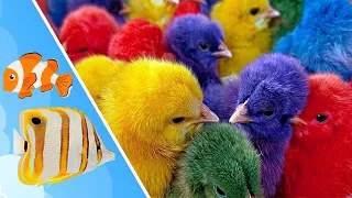 Catch chickens, colorful chickens, ducks, cats, roosters, cute rabbits, lobsters, guinea pigs, fish