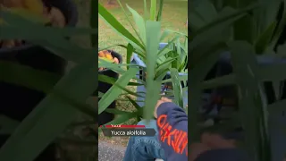 We found free discarded tropical Spanish Bayonet Yucca plants in the trash!