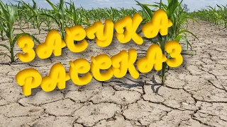 Засуха.  Рассказ священника Димитрия Шишкина.