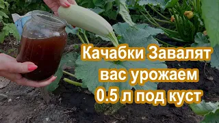 0.5 л под Куст Кабачков в Июле Урожай валом Подкормка под куст Кабачков и Цукини.