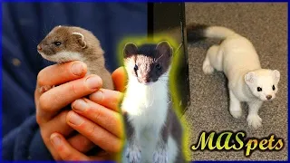 Keeping Stoats as Pets | Short-tailed Weasel/Ermine as Pets