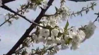 White Cherry Tree