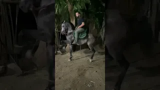 الخطوه الملكيه❤️🐎