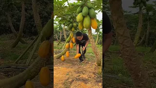 Papaya fruit farm landscape and cutting skills so fresh with rural farming life #2024 #papaya