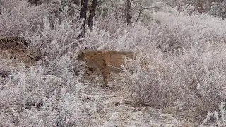 Six Plus Months of Wildlife Footage