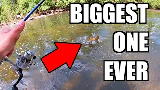 I Caught a GIANT FISH in a TINY Creek (NEW PB!)