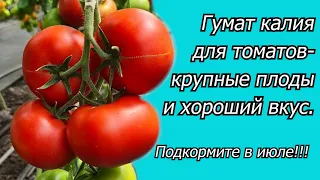 Подкормка томатов гуматом калия- плоды укрупняются на глазах!.