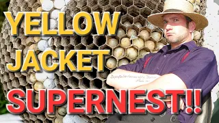 Yellow Jacket SUPERNEST! AMISH House INFESTED | Wasp Nest Removals!