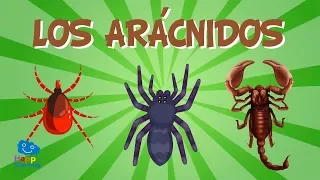 LOS ARÁCNIDOS | Vídeos Educativos para Niños