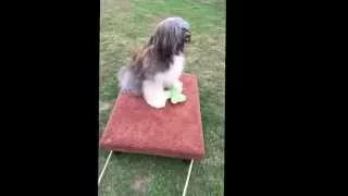 Riz - Li the Tibetan Terrier rides on wagon