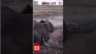 Спасение слонёнка и его мамы из болотного плена.😨😱