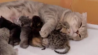 The baby kitten kissing the mother cat goodnight was too cute.