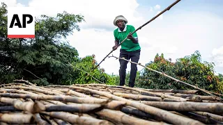 Bamboo farming gains momentum in Uganda