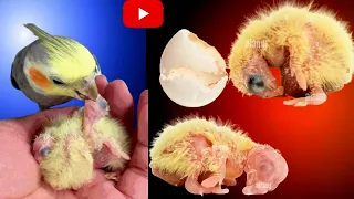 Our new surprise baby chick 🐤  has arrived | Baby cockatiels|Feeding from day 1 | preparing food.