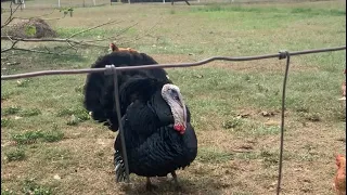 Meet the turkeys