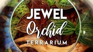 Planting a Jewel Orchid Terrarium!