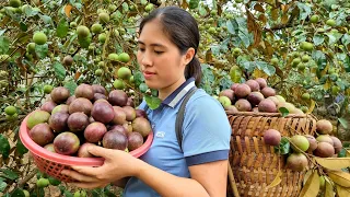 Harvesting Star Apple Garden goes to Market sell - Make a truss for Yardlong Bean | Tran Thi Huong