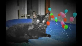 Dresden turns 17 years old!  Meow!