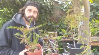 GO BONSAI LIVE | Prune Redwood Roots | BONSAI HUNTERS #gobonsailive #shari #yamadori