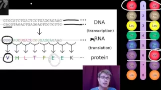 Genotypes and Phenotypes