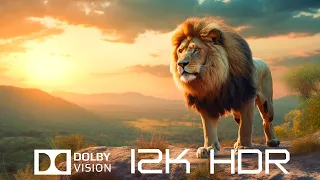 Best Dolby Vision 12K HDR 120fps - Beautiful Animals And Relaxing Piano Music With Nature Sounds