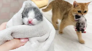 First meeting of adopted kitten with a mom cat. Will she feed and carries him or not?