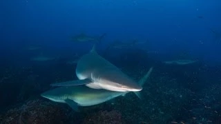 Diving Galapagos 2014