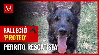 Murió 'Proteo', perrito rescatista de la Sedena que fue a Turquía tras sismo: "cumpliste la misión"