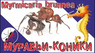 The ants Myrmicaria brunnea. Ants, seahorses, ants, horses