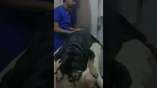 Owner crying over dog's death // sad moment // 😢😢