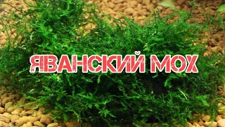 СЕКРЕТЫ СОДЕРЖАНИЯ ЯВАНСКОГО МХА