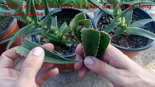 How to grow Aloe Vera from single leaf 100% root