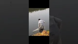 рыбалка на кастинговую сеть.  за рас поймал косяк карасей. #fishing #slingshotfishing #паук