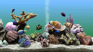 Calming Underwater Aquarium Fish Tank to Focus to Bubbling Water | No Music | 4 Hours