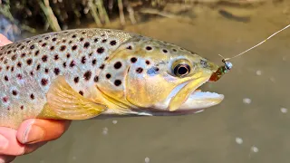 Trout Opening 2023 Awesome Trout Fishing In Mint Creek