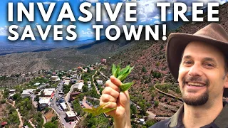 Invasive Tree Rescues Arizona Town!