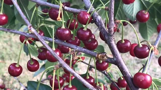 2 YEAR - GROWING CHERRY TREES IN CONTAINERS