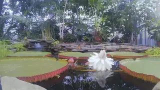 Victoria lily timelapse (Victoria x ‘Longwood Hybrid’)