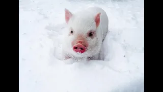 содержание свиней  зимой в сарае