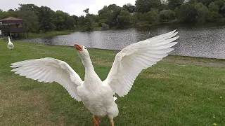 Sam the Flightless Goose Nearly Takes Off