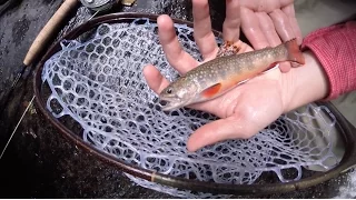 GETTING WILD - Fly Fishing for Wild Trout