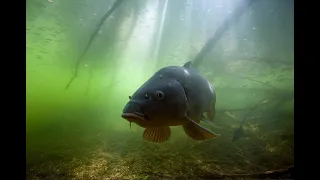 Какой слух у рыбы и Как он работает ?