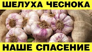 Вот что творит шелуха чеснока! Даже Щепотки Хватит. Никогда Не Выбрасывайте Шелуху Чеснока