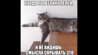 Веселые картинки. Кошки приколы очень смешные. Коты смешилки.