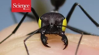 ‘Blindfolded’ ants reveal clues to insect navigation