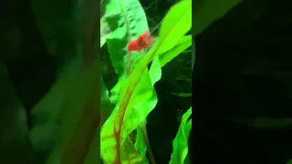 Red Cherry Shrimp Trying to Hide Behind a Leaf!